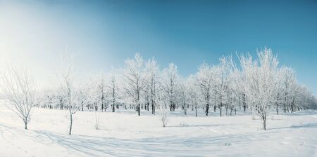 Winter day with blue sky in woodland, all trees covered with white snow, Christmas landscape panorama. Vintage stylization, retro film filterの写真素材
