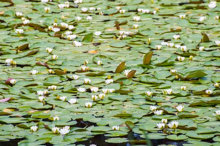 Summer landscape with water lily on lake, wild nature background, selective focusの写真素材