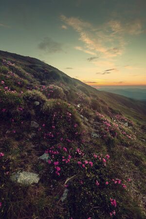 Majestic sunrise in mountains, summer landscape with rhododendron flowers and beautiful sky. Vintave stylization, retro film filterの写真素材