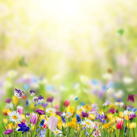 Nature background with wild flowers in grass; selective focus. Spring banner for your designの写真素材