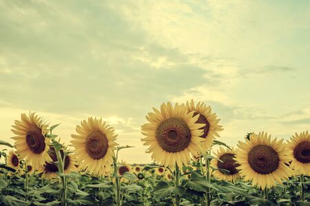 Majestic sunset on agricultural landscape, farming view with sunflowers field and beautiful sky. Vintage stylization, retro film filterの写真素材
