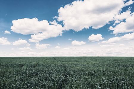 Summer agricultural landscape with big wheat fields and clouds in sky, farmland. Vintage stylization, retro film filterの写真素材