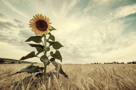 Beautiful agricultural landscape, farmland view with sunflowers field and beautiful sky. Vintage stylization, retro film filterの写真素材