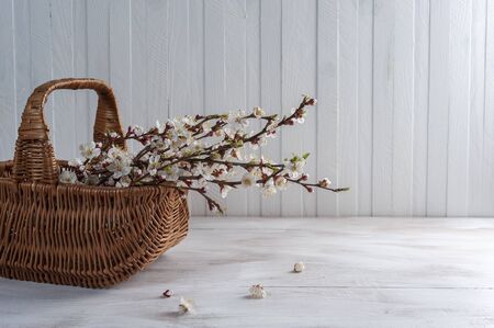Spring holiday background with flowers on apricot branches in basket. Petals on white wooden tableの写真素材