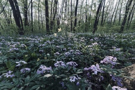 Spring landscape with woodlands. Summer forest with flowers and green leaves. Retro stylization, vintage film filterの写真素材