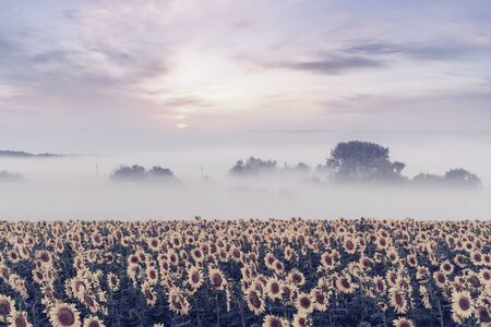 Beautiful sunrise with fog above sunflowers field, summer agricultural landscape, majestic sky. Retro stylization, vintage film filterの写真素材