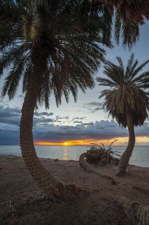 Summer landscape with palms on sandy shore and majestic sunrise over sea. Beautiful vacation in paradiseの写真素材