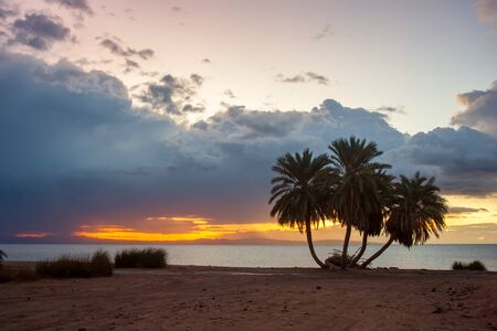 Summer landscape with palms on sandy shore and majestic sunrise over sea. Beautiful vacation in paradiseの写真素材