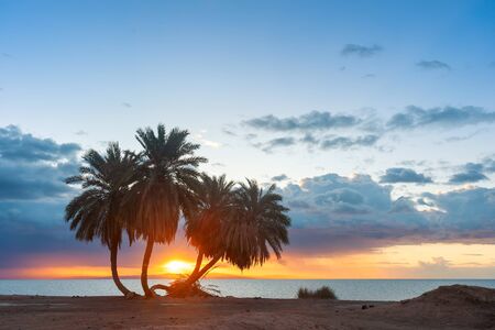 Summer landscape with palms on sandy shore and majestic sunrise over sea. Beautiful vacation in paradiseの写真素材