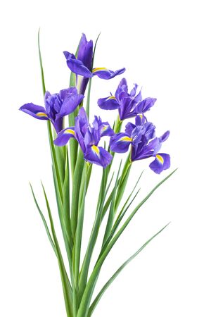 Beautiful spring iris flowers isolated on white background, for nature creative designの写真素材