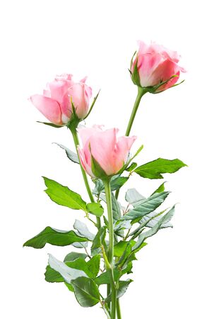 Beautiful spring rose flowers isolated on white background, for nature creative designの写真素材