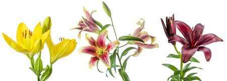Beautiful spring lily flowers isolated on white background, for nature creative designの写真素材