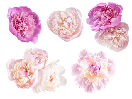 Beautiful spring peony flowers isolated on white background, for nature creative designの写真素材