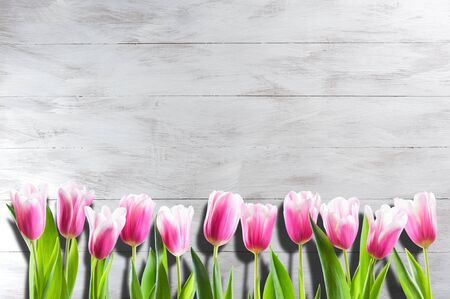 Spring nature background with tulip flowers. Holiday and seasonal design, copy spaceの写真素材