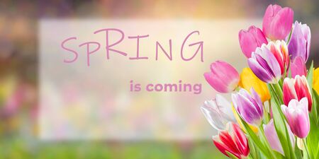 Colorful spring background with tulip flowers and hello spring letteringの写真素材