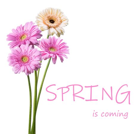 Beautiful spring gerbera flowers isolated on white background, for nature creative design. Lettering "Spring is coming"の写真素材
