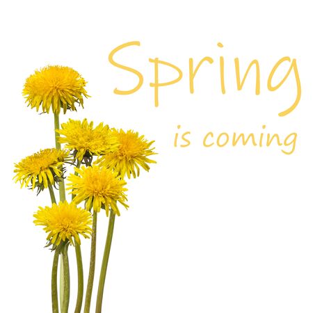Beautiful spring dandelion flowers isolated on white background, for nature creative design. Lettering "Spring is coming"の写真素材