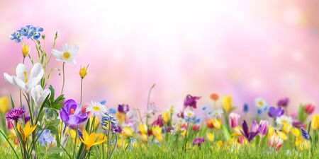 Nature background with wild flowers in green grass on meadow; selective focus. Spring wallpaper for greetings card design