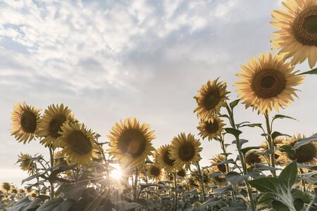 Majestic agricultural landscape, farming view with sunflowers field and beautiful sky. Vintage stylization, retro film filterの写真素材