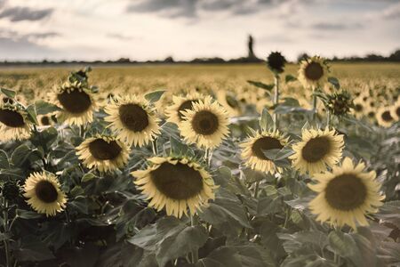 Agricultural background with sunflowers, farming landscape with field and beautiful sky, selective focus. Vintage stylization, retro film filterの写真素材