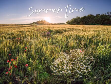 Beautiful summer landscape with hheat field and chamomile on evening and Summer time hand lettering の写真素材