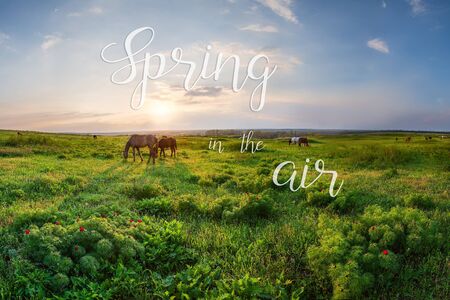 Landscape with wild peonies flower and horses on spring meadow. Hand lettering Spring in the airの写真素材