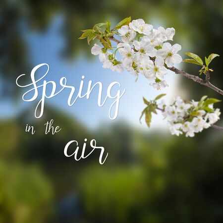 Blossom branch with cherry flowers and hand lettering Spring in the air on seasonal greeting cardの写真素材