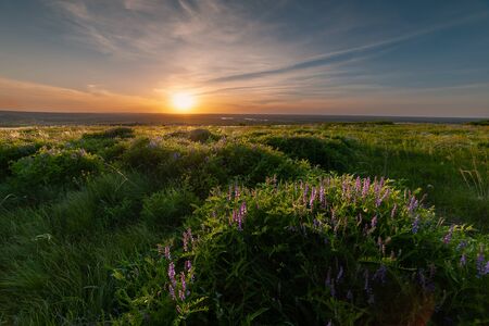 Spring  in steppe, clouds in sky. Floral meadow with grass, panorama, lowlandの写真素材