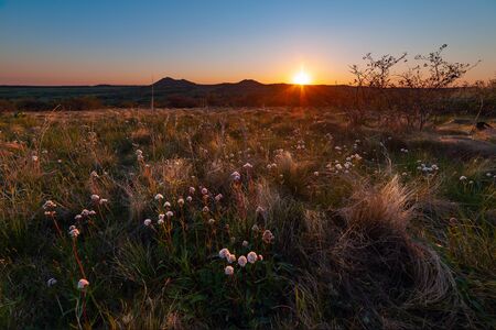 Spring landscape with flowers in steppe on sunset. Floral meadow with grass, lowlandの写真素材