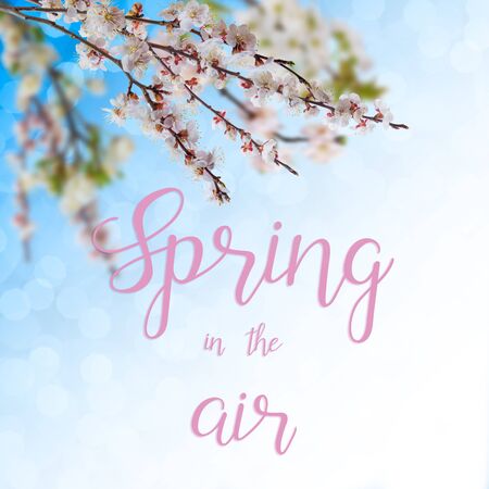 Nature seasonal background with apricot flowers on branch and hand lettering text Spring in the air. Selective focusの写真素材