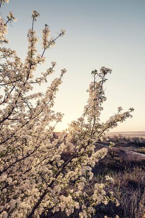 Blooming tree on sunrise on spring landscape. Retro film filter, vintage stylizationの写真素材