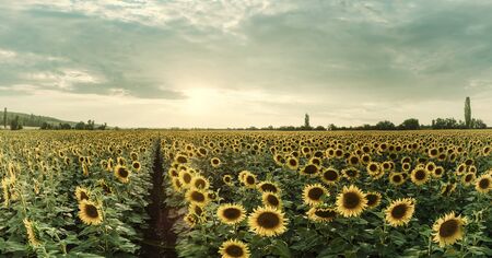 Beautiful agricultural landscape, farmland view with sunflowers field and majestic sky. Retro film filter, vintage stylizationの写真素材