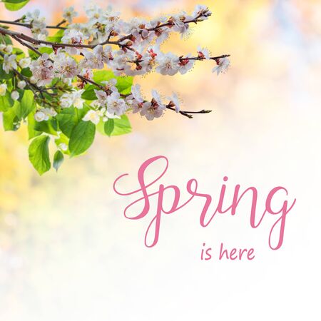 Spring nature background with apricot flowers on branch and hand lettering text Spring in hereの写真素材