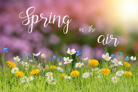 Spring floral background with wild flowers in grass and hand lettering text Spring in the airの写真素材
