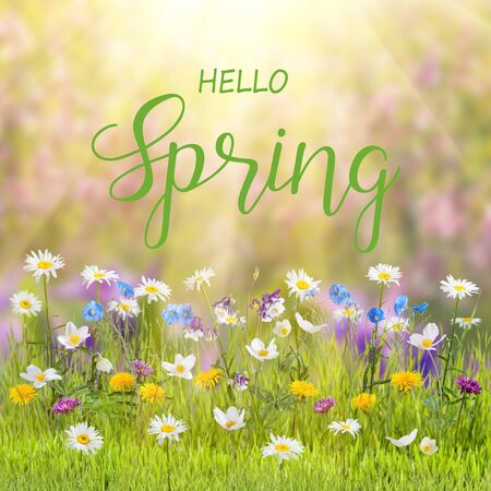 Spring floral background with wild flowers in grass and hand lettering text Hello springの写真素材