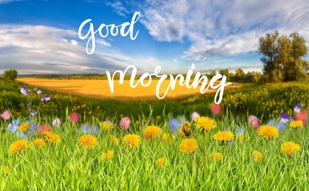 Summer nature background with grass and flower on meadow and hand lettering text Good morningの写真素材
