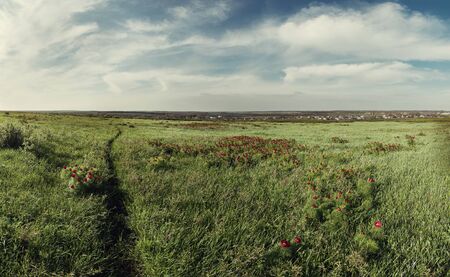 Spring landscape with path through a green meadow and wild red peonies. Beautiful sky. over lowlands. Retro stylization, vintage film filterの写真素材