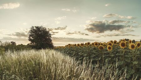 Sunflowers field in beautiful summer evening, agricultural landscape, farmland. Vintage stylization, retro film filterの写真素材