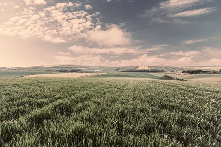 Spring agricultural landscape with big wheat fields on hill, farmland. Vintage stylization, retro film filterの写真素材