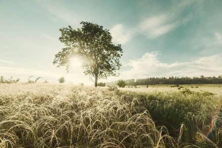 Morning landscape with lonely tree on meadow and beautiful sunrise. Spring green grass, clouds in sky. Vintage stylization, retro film filterの写真素材