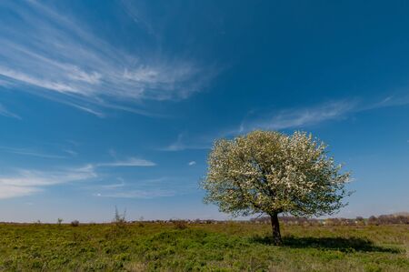 Landscape with lonely pear tree with flowers on big spring meadow and clouds in blue skyの写真素材
