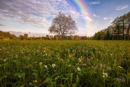 Spring landscape with rainbow on meadow and lonely tree, evening viewの写真素材