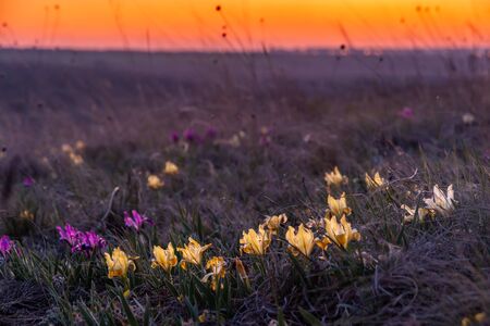 Spring floral background with wild iris flowers in grass on sunset. Selective focusの写真素材