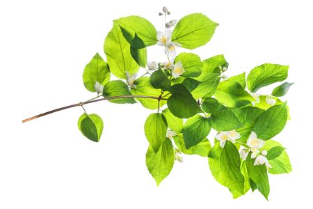 Jasmine branch with green leaves and flowers isolated on white backgroundの写真素材