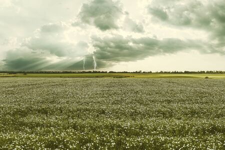 Summer landscape with field of flax and lightning in sky, farmland. Vintage stylization, retro film filterの写真素材