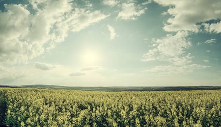 Spring agricultural landscape with big rape fields on hill, sunny day with clouds, farmland. Vintage stylization, retro film filterの写真素材