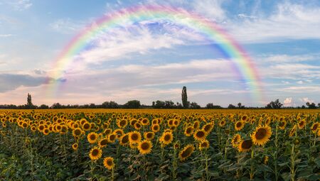 Beautiful agricultural landscape with sunflowers field and beautiful rainbow in sky, farmland natural viewの写真素材