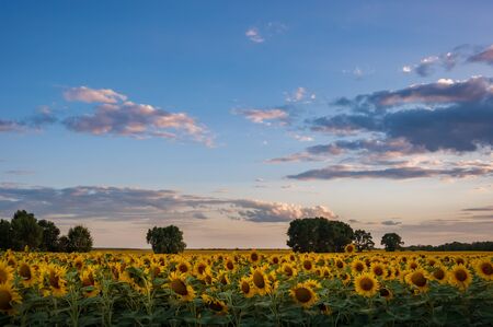 Beautiful agricultural landscape with sunflowers field and beautiful evening sky, farmland natural viewの写真素材