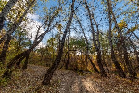 Autumn landscape with poplars forest and sun in blue skyの写真素材