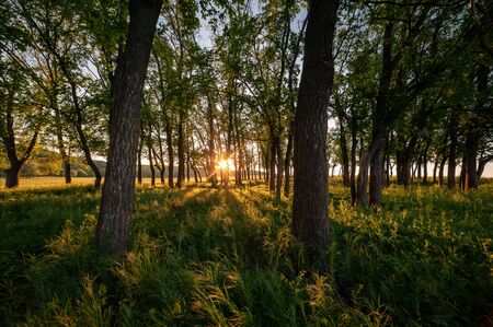 Summer landscape with morning forest and sun in blue sky, beautiful woodlandの写真素材